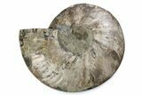 Cut & Polished Ammonite Fossil (Half) - Madagascar #362412-1